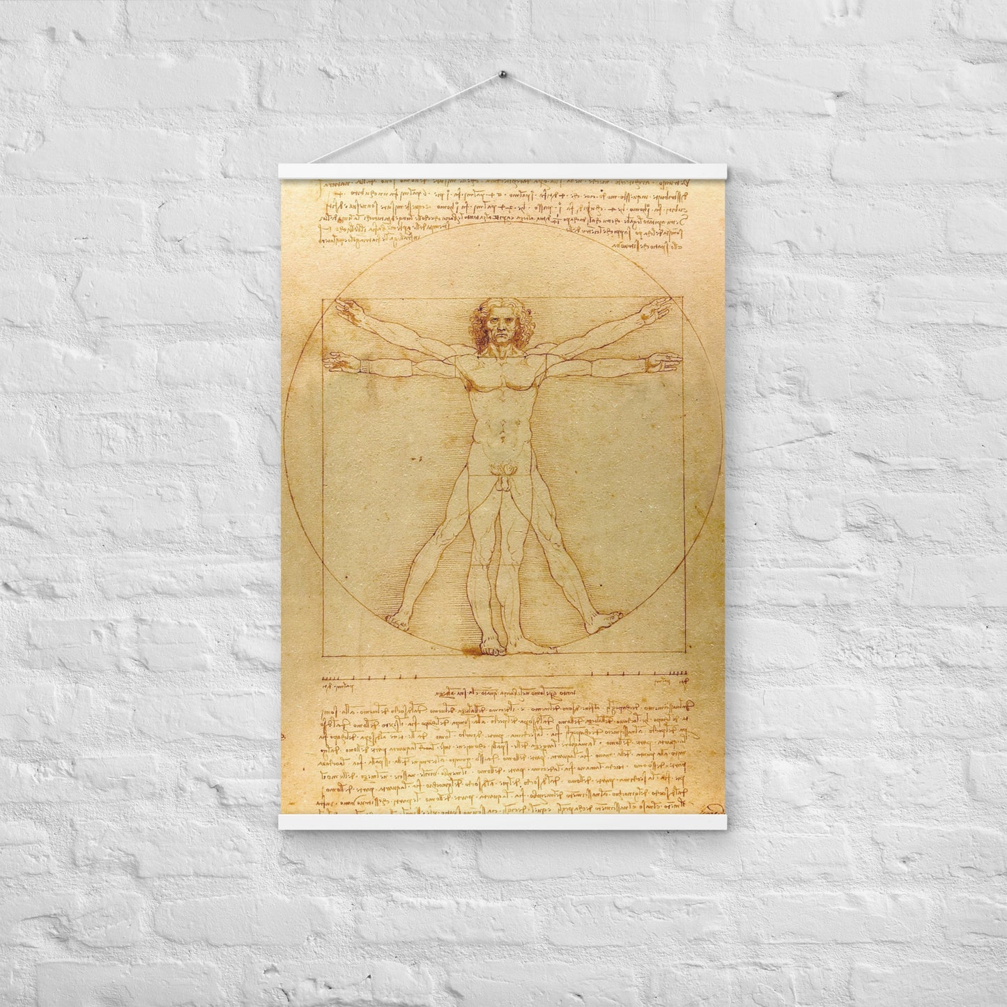 Vitruvian Man Leonardo da Vinci Wall Art